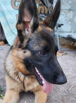 Rescue German Shepherd Dog Dogs for Adoption in Lafayette, California - Malia | PetCurious