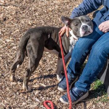 Mixed Breed Dogs Available for Adoption in Chamblee, Georgia - Burly | PetCurious
