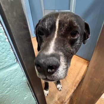 Hound and Mixed Breed Dogs Available for Adoption in Philadelphia, Pennsylvania - Oakley | PetCurious