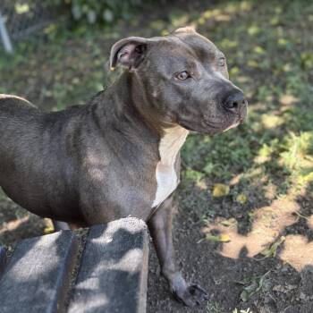 Barcelona "Barcee" -  Pit Bull Terrier Dog for Adoption in Ridgely, Maryland - Barcelona "Barcee" | PetCurious
