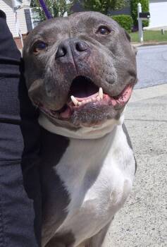 Ic-3 -  Pit Bull Terrier Dog for Adoption in Lawrenceville, Georgia - Ic-3 | PetCurious