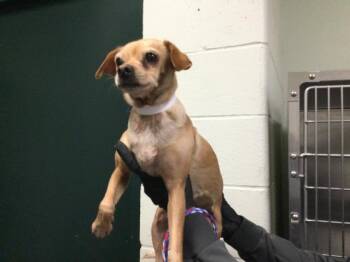Chihuahua Dogs Available for Adoption - SUSY Q | PetCurious