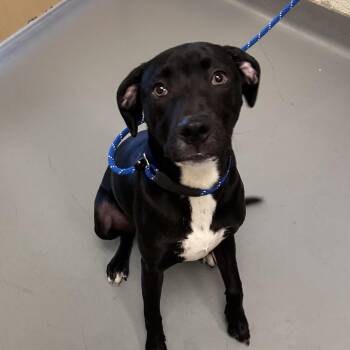 Mixed Breed Dogs Available for Adoption in Asheville, North Carolina - Jitterbug | PetCurious