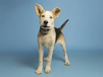 German Shepherd Dog Dogs Available for Adoption in Phoenix, Arizona - PLUTO | PetCurious