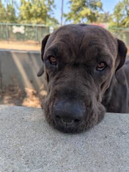 Rescue Mastiff Dogs for Adoption in Bellflower, California - Tiffany | PetCurious