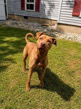 Chaco -  American Staffordshire Terrier and Mixed Breed Dog for Adoption in Dahlonega, Georgia - Chaco | PetCurious