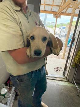 Mixed Breed Dogs Available for Adoption in Murray, Kentucky - McEntire | PetCurious