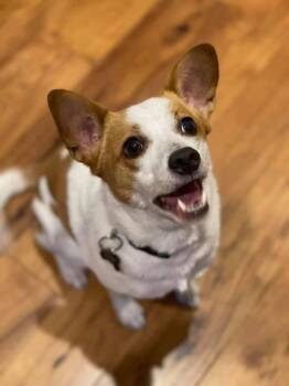 Butters JRT 