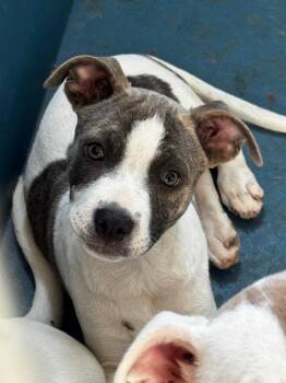 Mixed Breed Dogs Available for Adoption in Ellijay, Georgia - Benito | PetCurious