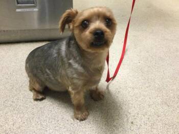 Yorkshire Terrier and Mixed Breed Dogs Available for Adoption in Riverside, California - YIMI | PetCurious