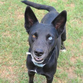 Rescue German Shepherd Dog and Husky Dogs for Adoption in Warren, Rhode Island - Sable | PetCurious
