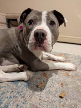 Pit Bull Terrier Dogs Available for Adoption - Bae Bae | PetCurious