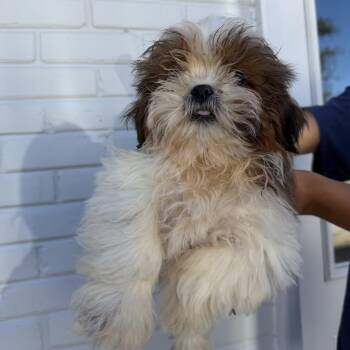 Orobie -  Shih Tzu Dog for Adoption in Northbrook, Illinois - Orobie | PetCurious