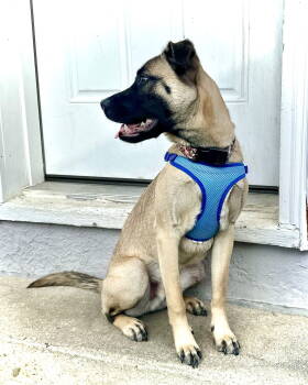 Rescue Belgian Shepherd Malinois and Pug Dogs for Adoption in Monticello, New York - Koda | PetCurious