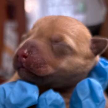 Mixed Breed Dogs Available for Adoption in Yuma, Arizona - Pedro | PetCurious