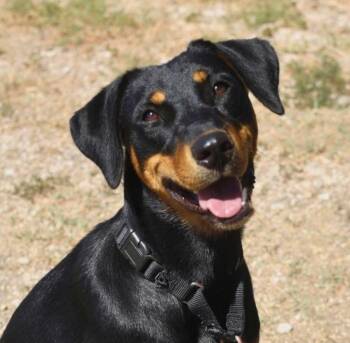 Rescue Doberman Pinscher Dogs for Adoption in Huntington, New York - Sara | PetCurious
