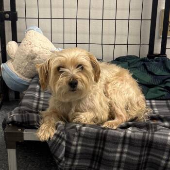 Stewart Little -  Miniature Schnauzer Dog for Adoption in Houston, Texas - Stewart Little | PetCurious