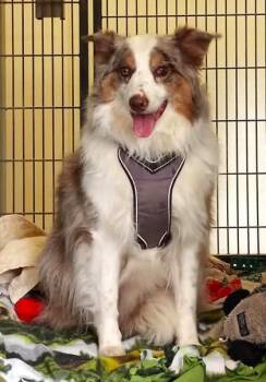Australian Shepherd and Border Collie Dogs Available for Adoption in Waupaca, Wisconsin - Kendra | PetCurious