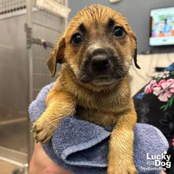 Retriever and Shepherd Dogs Available for Adoption in Washington, District Of Columbia - Lucuma | PetCurious