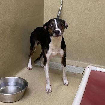 Dillian -  Feist Dog for Adoption in Monroe, Georgia - Dillian | PetCurious
