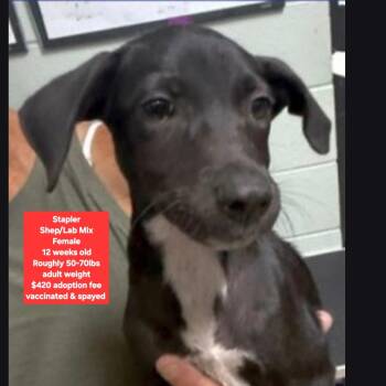 Stapler -  Shepherd and Labrador Retriever Dog for Adoption in Oviedo, Florida - Stapler | PetCurious