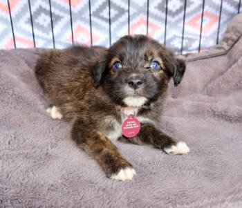 Rescue German Shepherd Dog Dogs for Adoption in Nashville, Tennessee - Zeke | PetCurious