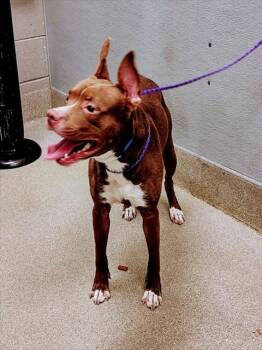 Rescue Pit Bull Terrier Dogs for Adoption in Las Vegas, Nevada - BRUCE | PetCurious