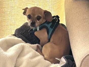 Lola -  Chihuahua Dog for Adoption in Carr, Colorado - Lola | PetCurious