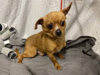 Chihuahua Dogs Available for Adoption in Modesto, California - MOOSE | PetCurious