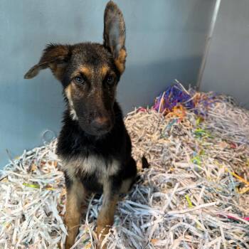 Brantley -  German Shepherd Dog and None Dog for Adoption in Tampa, Florida - Brantley | PetCurious