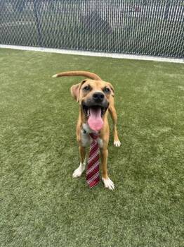 Scrappy Doo -  Mixed Breed Dog for Adoption in Lafayette, Indiana - Scrappy Doo | PetCurious