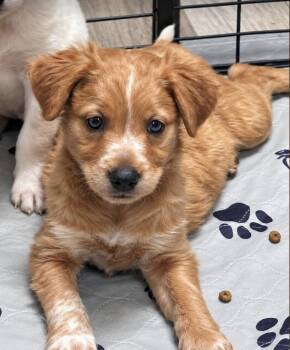 Beulah - OH -  Australian Cattle Dog Blue Heeler Dog for Adoption in VERNON ROCKVL, Connecticut - Beulah - OH | PetCurious