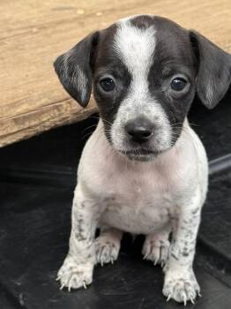 Dachshund and Chihuahua Dogs Available for Adoption - Riot | PetCurious