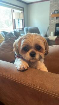 MACK -  Shih Tzu and Bichon Frise Dog for Adoption in Eden Prairie, Minnesota - MACK | PetCurious