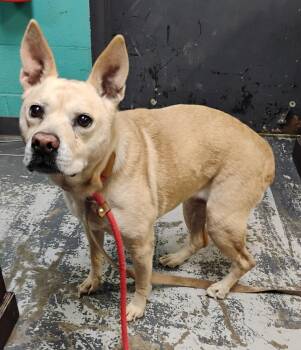 Fiona #105 -  Cattle Dog Dog for Adoption in New Lexington, Ohio - Fiona #105 | PetCurious
