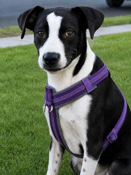 Juniper -  Boxer and Labrador Retriever Dog for Adoption in Newport Beach, California - Juniper | PetCurious