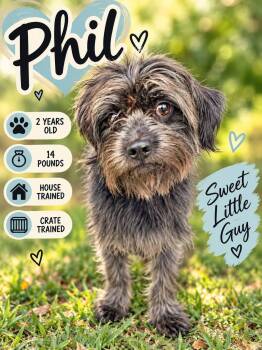 Phil -  Lhasa Apso Dog for Adoption in Fort Worth, Texas - Phil | PetCurious