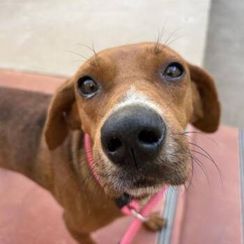 Calabaza -  Mixed Breed Dog for Adoption in Bentonville, Arkansas - Calabaza | PetCurious