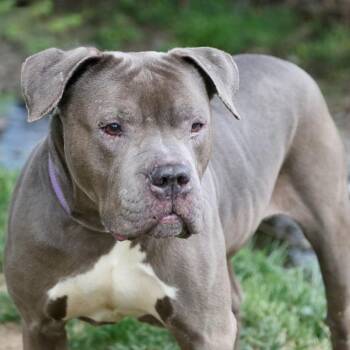 Mixed Breed Dogs Available for Adoption in Allentown, Pennsylvania - Ol