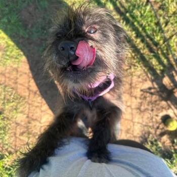 Mixed Breed Dogs Available for Adoption in Fredericksburg, Virginia - Nora | PetCurious