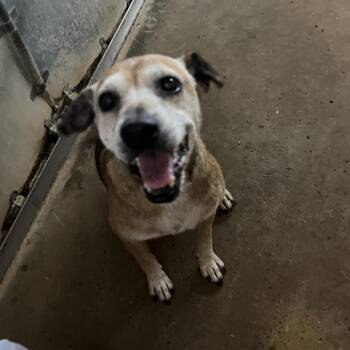 Sopita -  Beagle and Mixed Breed Dog for Adoption in Edinburg, Texas - Sopita | PetCurious