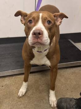 Hazel -  Pit Bull Terrier Dog for Adoption in Cleveland, Ohio - Hazel | PetCurious