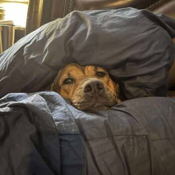 Rescue German Shepherd Dog Dogs for Adoption in Manchester, Pennsylvania - Kaya | PetCurious