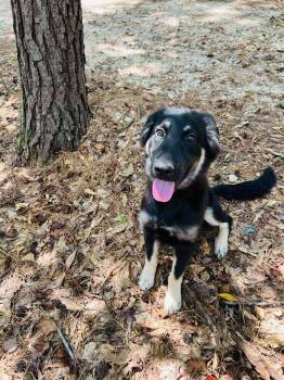 Buck -  German Shepherd Dog and Mixed Breed Dog for Adoption in Dysart, Iowa - Buck | PetCurious