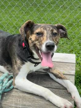 Gump -  Beagle and Terrier Dog for Adoption in Marion, Ohio - Gump | PetCurious
