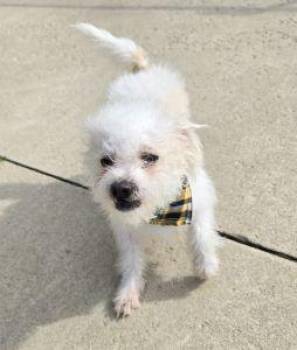 Lewis -  Maltese Dog for Adoption in Bucyrus, Ohio - Lewis | PetCurious