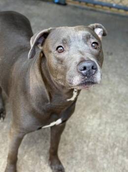 Tempesta -  Pit Bull Terrier Dog for Adoption in Chicago, Illinois - Tempesta | PetCurious