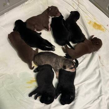 HIDI 3132 -  Labrador Retriever and Mixed Breed Dog for Adoption in Loxahatchee Groves, Florida - HIDI 3132 | PetCurious