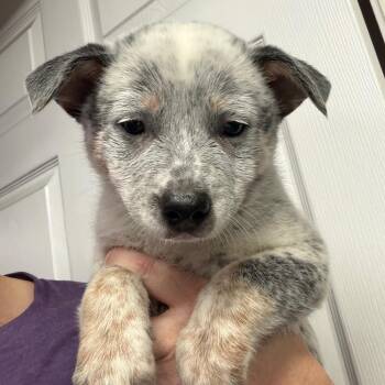 Hijinks -  Mixed Breed Dog for Adoption in Dekalb, Illinois - Hijinks | PetCurious