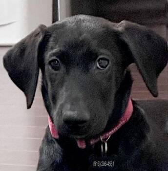 Jess -  Labrador Retriever Dog for Adoption in Concord, California - Jess | PetCurious